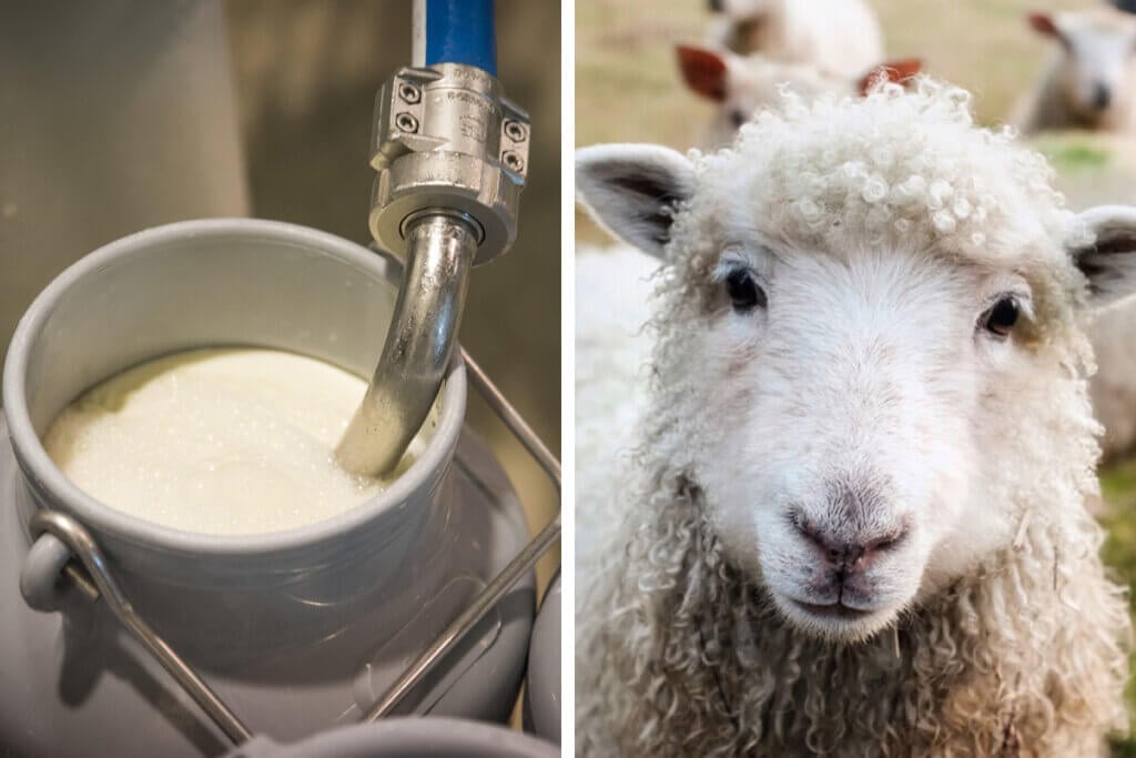 Collage Milcheimer und Schaf