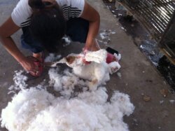 Person schneidet Angorakaninchen das Fell ab