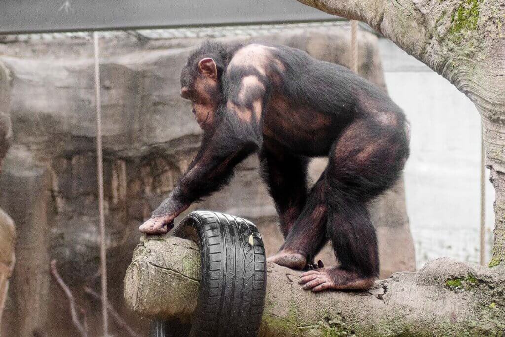 Schimpanse mit herausgerissenem Fell steht auf einem Baumstamm.