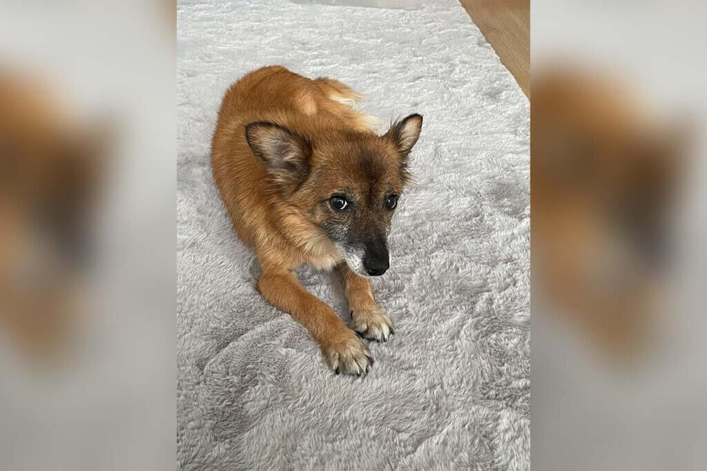 hund liegt auf einem teppich