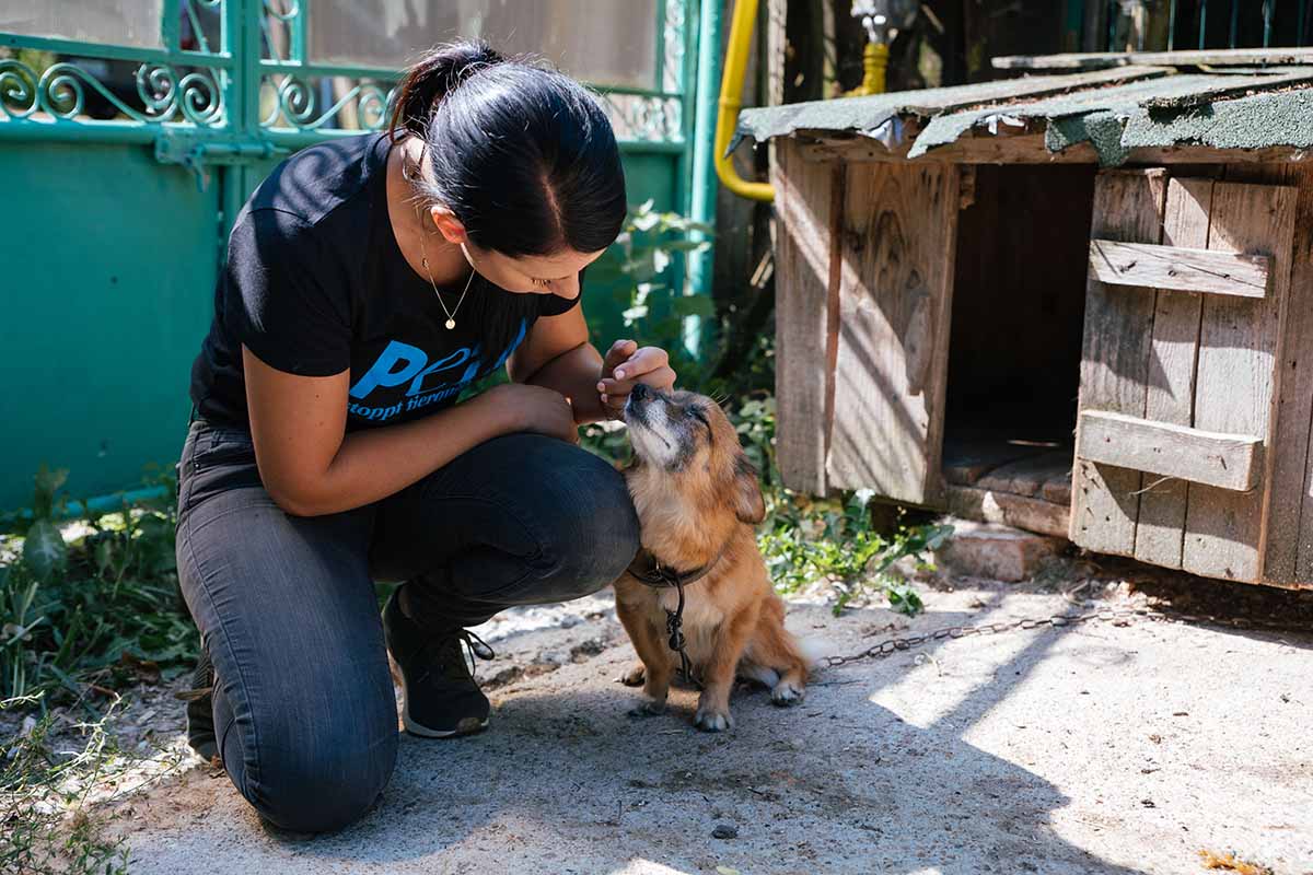 frau kniet neben einem hund und streichelt den hund