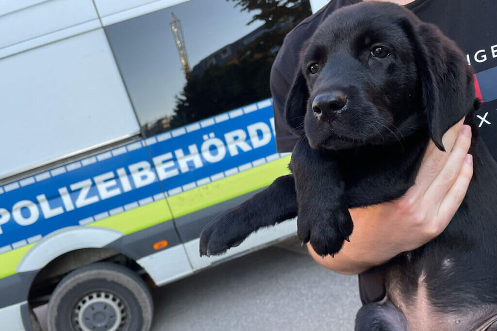 Person traegt Hundewelpen auf dem Arm