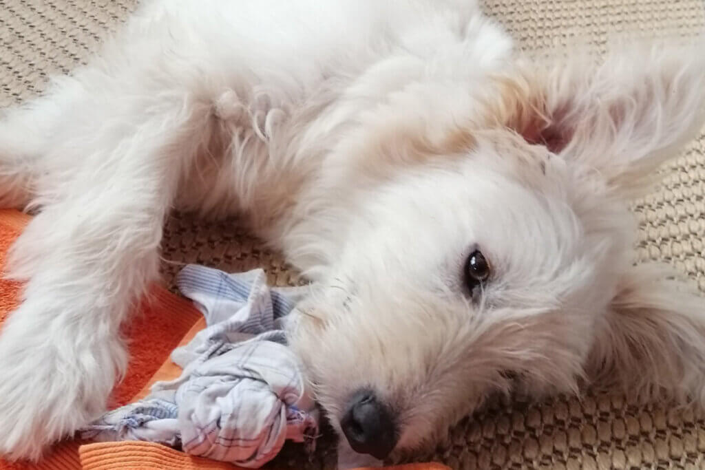 Hund Angel