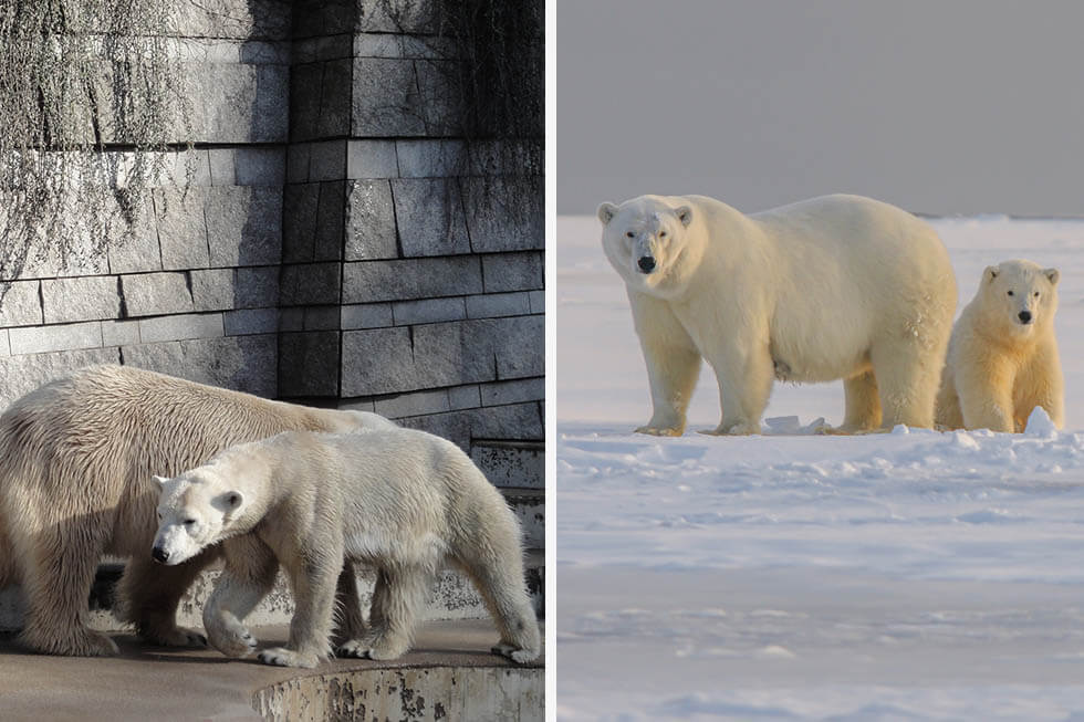 Erfolg: Zoo Wuppertal beendet tierquälerische Eisbärenhaltung