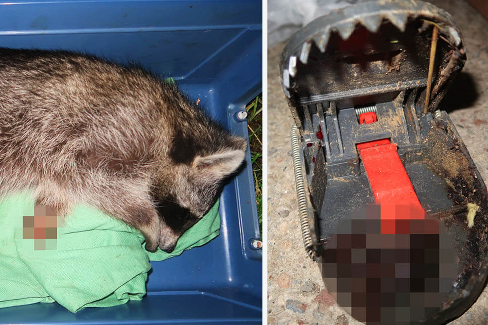 Schockierende Bilder: Waschbär in Falle tödlich verletzt