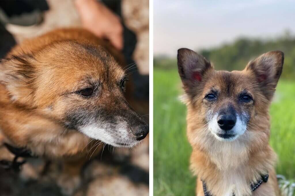 zwei hunde