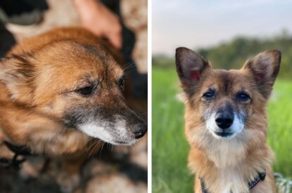 zwei hunde