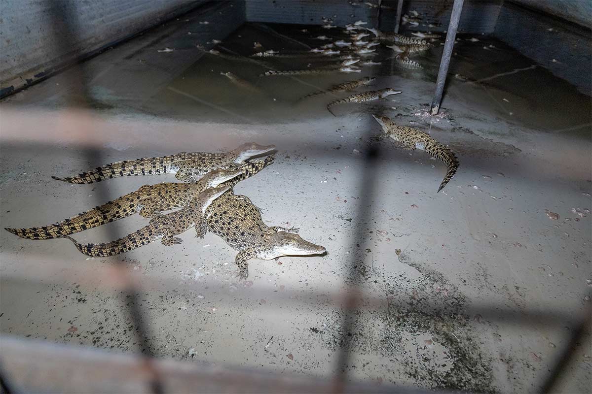 Krokodile eingesperrt im Betonbunker