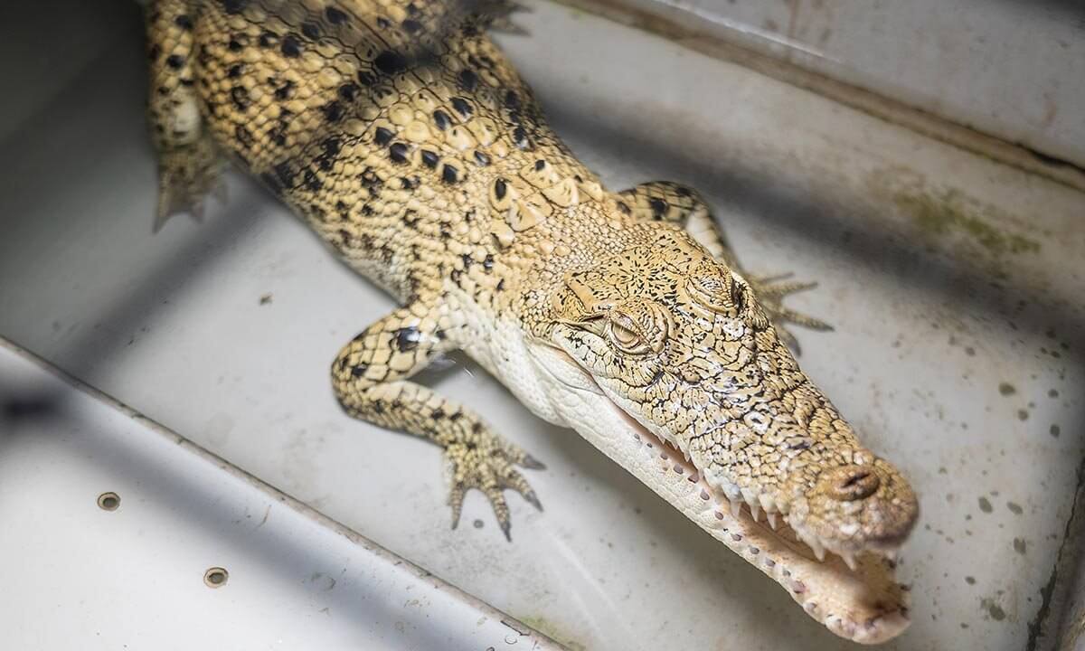 Krokodil in kleiner Zelle auf Lederfarm