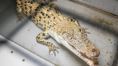 Krokodil in kleiner Zelle auf Lederfarm