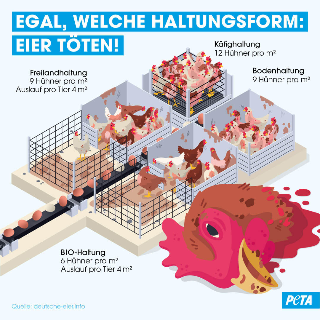 Infografik Haltungsform Huehner