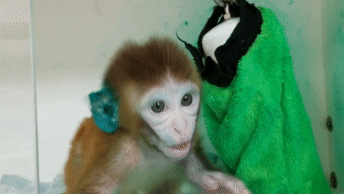 Ein Babyaffe ist allein in einen kleinen Käfig gesperrt. Seine Ohren sind blau eingefärbt. Er schüttelt den Kopf zwanghaft und bewegt sich nervös vor und zurück