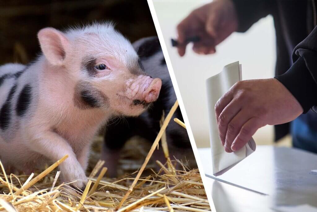 Collage Schwein und Wahlurne