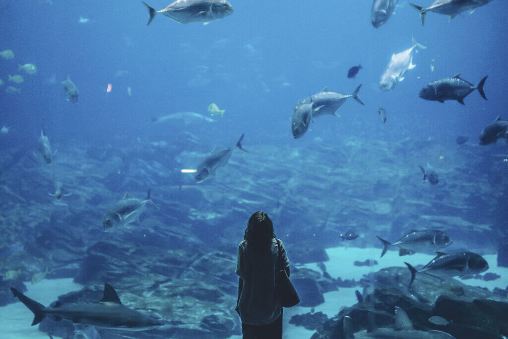A person standing in front of a fish tank in the marine zoo