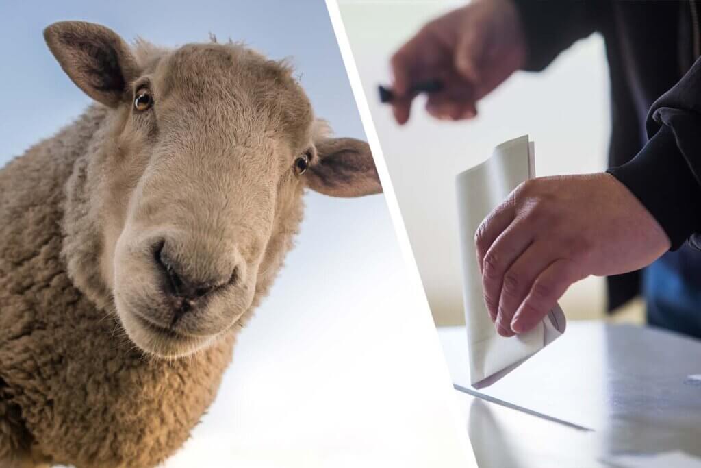 Collage Schaf und Wahlurne