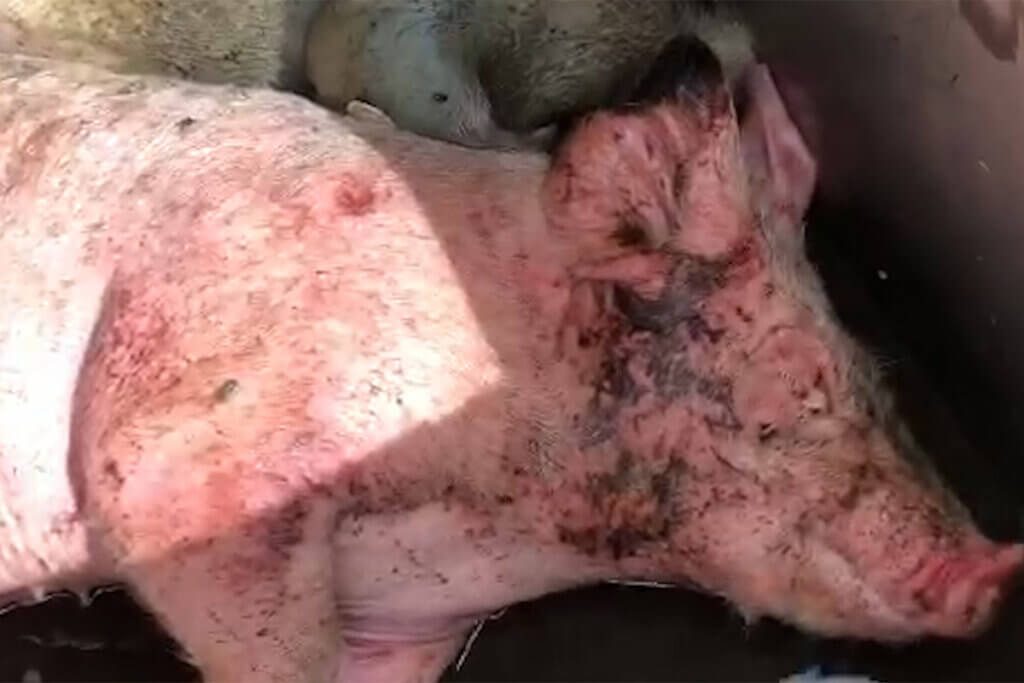 Verletztes dreckiges Schwein in einer Muelltonne
