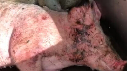 Verletztes dreckiges Schwein in einer Muelltonne