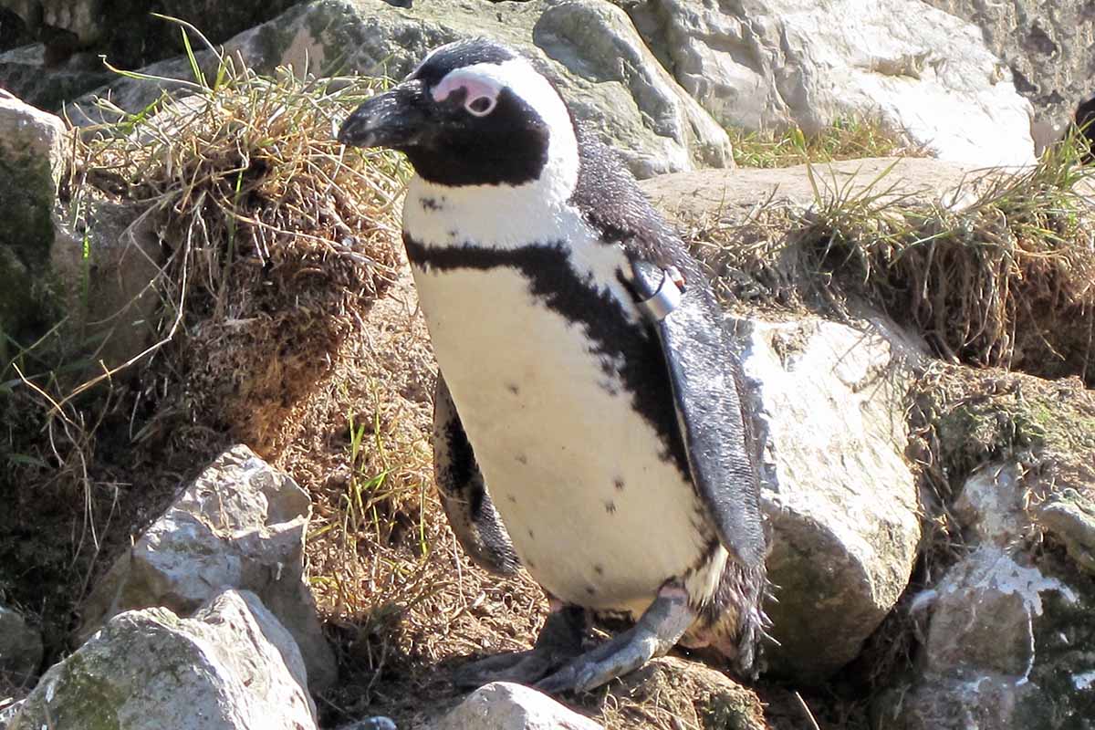 25 Jahre Zoo-Gefangenschaft und TV-Auftritte: Pinguin Sandy tot