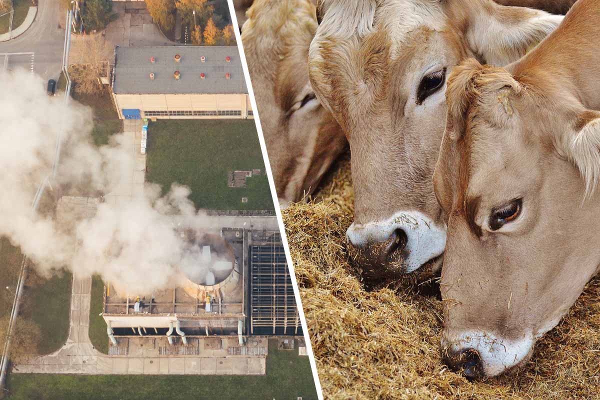 Treibhausgase aus der Tierhaltung | Klimafaktor Landwirtschaft