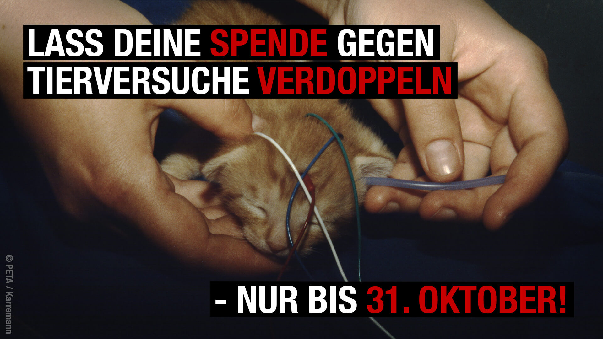 Start der Challenge „Tierversuche stoppen!“ – jetzt mitmachen!
