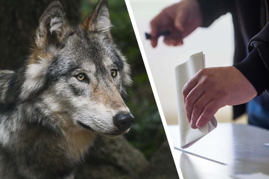 Collage Wolf und Wahlurne