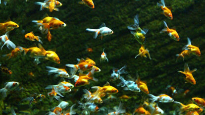 Schwarm Goldfische