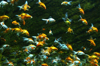 Schwarm Goldfische