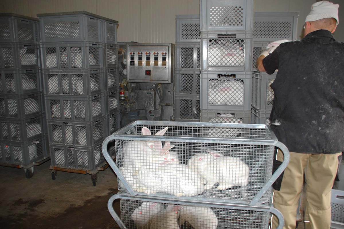 Kaninchenfleisch: Millionen Tiere leiden in der deutschen Mast