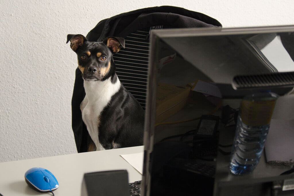 Hund auf Buerostuhl