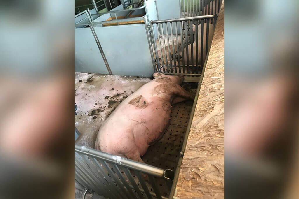 schwein liegt in einer bucht