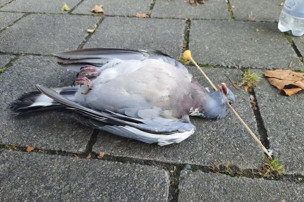 taube liegt auf dem boden mit einem pfeil im kopf
