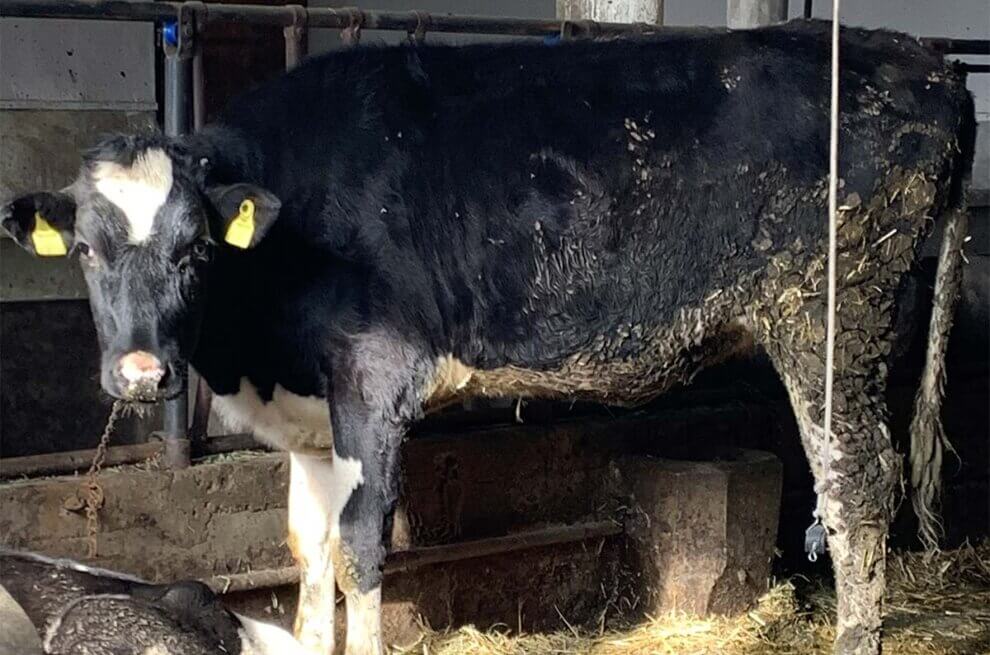 Milch Archives - PETA Deutschland e.V.