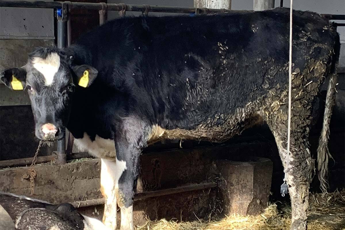 Österreich: Rinder leiden bei Bauer in Anbindehaltung