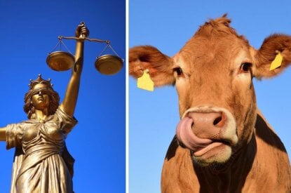 collage aus justizia und einer kuh