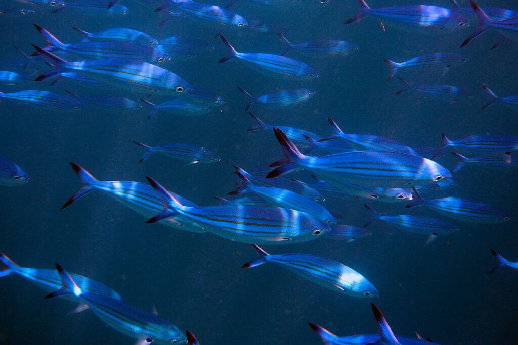 Fischschwarm