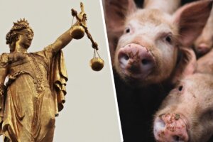 Collage Justizia und Schweine