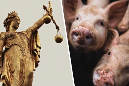 Collage Justizia und Schweine