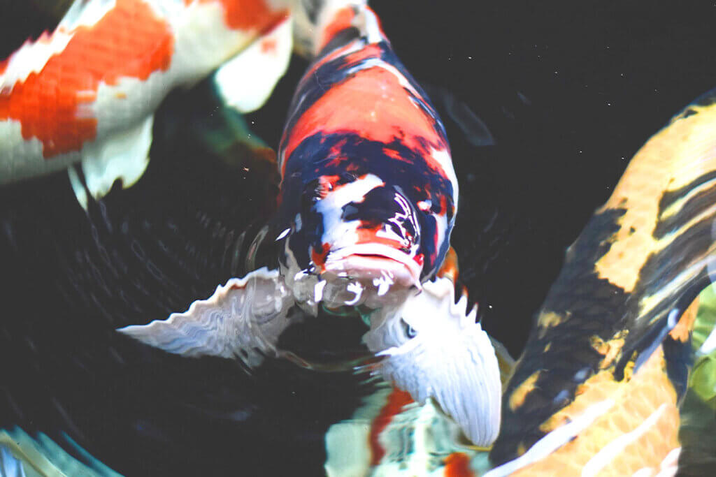 Koi in the water makes bubbles