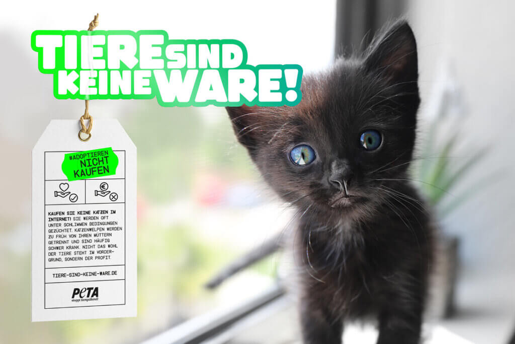 Tiere sind keine Ware Motiv Katze