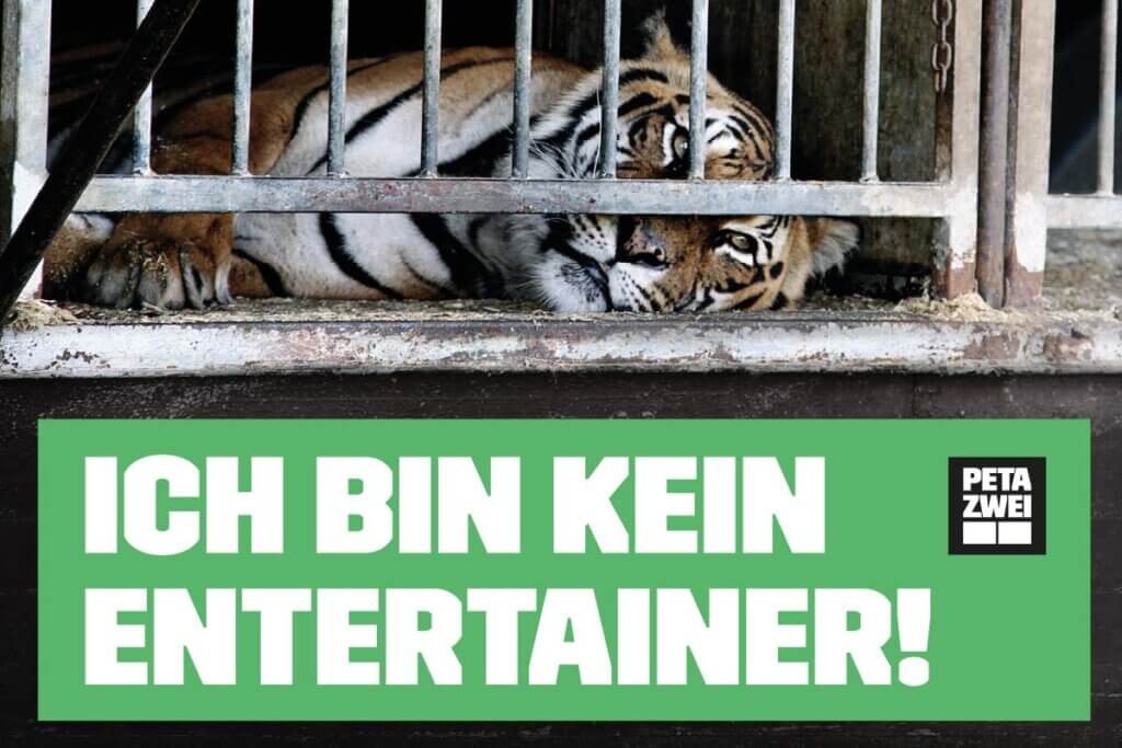 Tiger im Kaefig mit Aufschrift: Ich bin kein Entertainer