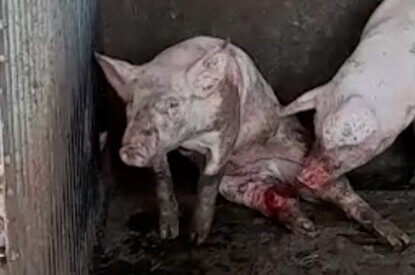 schwein mit verletzten hinterbeinen