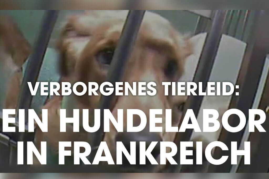 Hunde im Laborkaefig