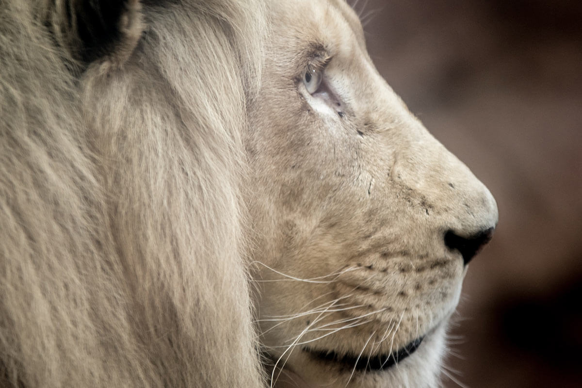 Circus Krone: Löwe King Tonga nach jahrelanger Ausbeutung tot