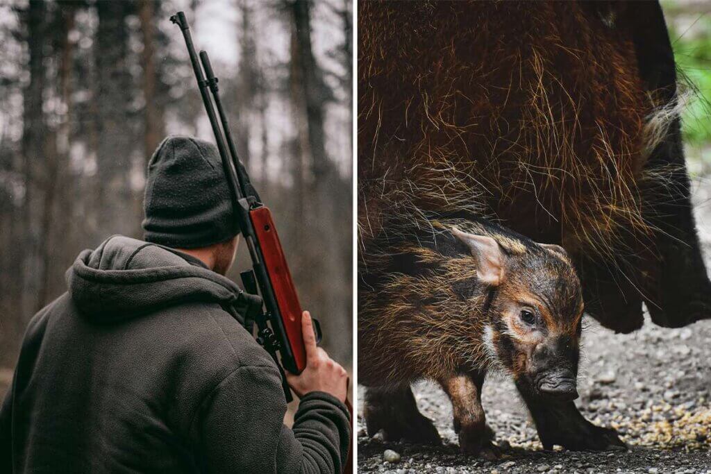 Collage Jäger Wildschwein