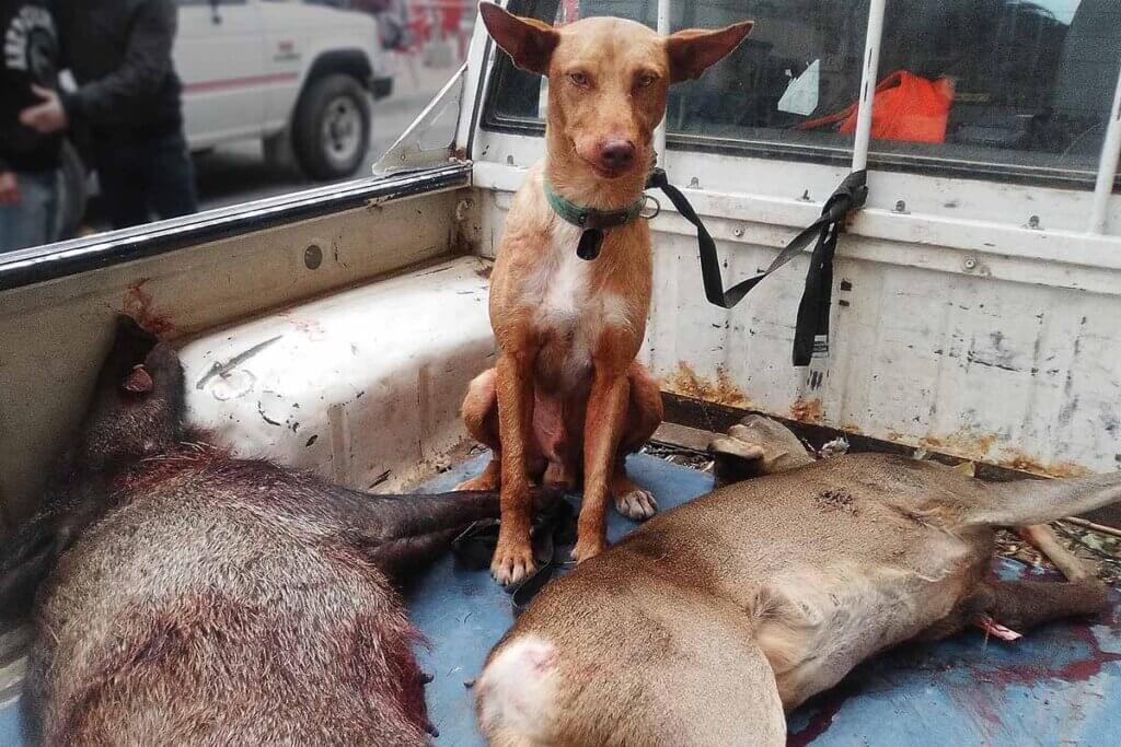 hund sitzt auf der laderampe