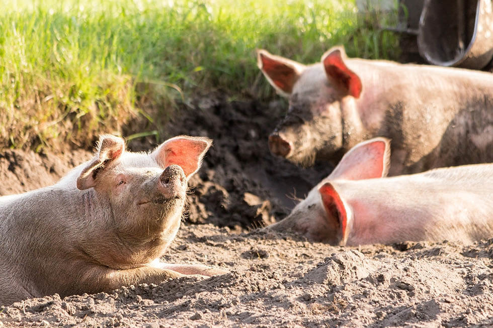 Natur & Tiere - Züchter wollen glückliche Kühe, aber bitte ohne