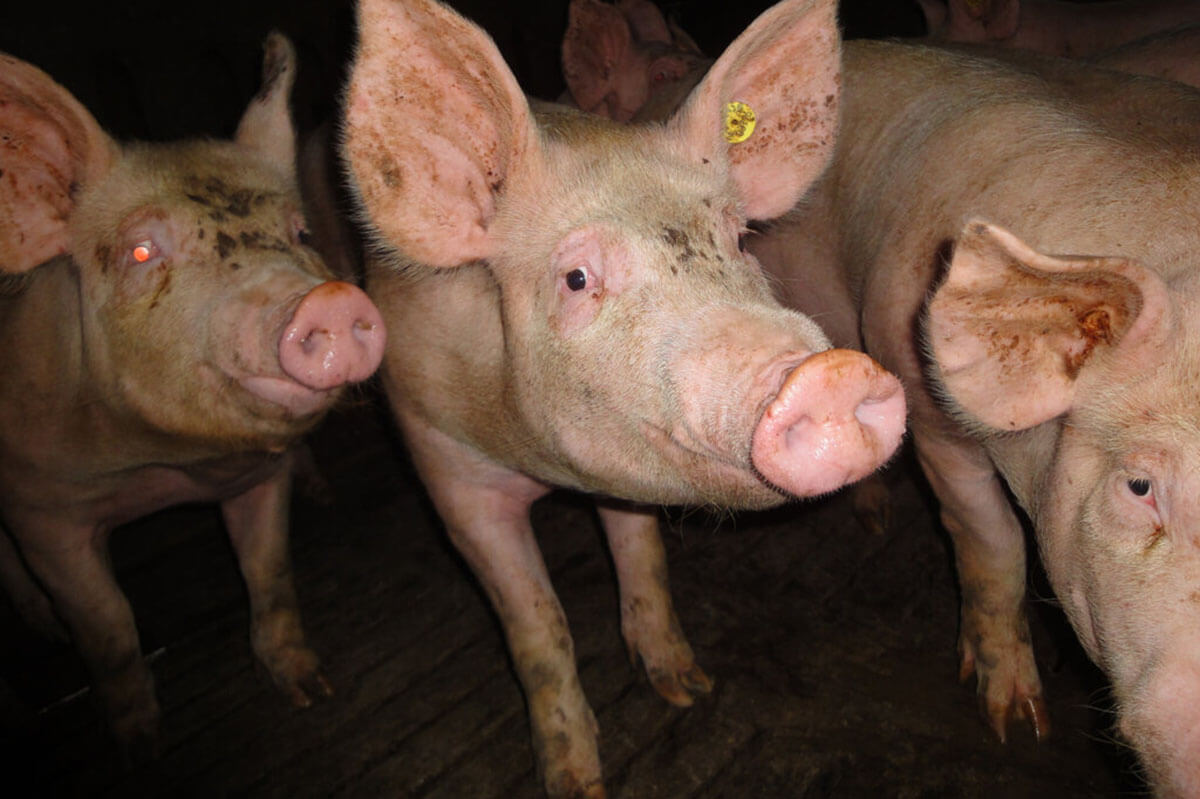 Ausstiegsprämie: weniger Schweineleid, mehr Umweltschutz