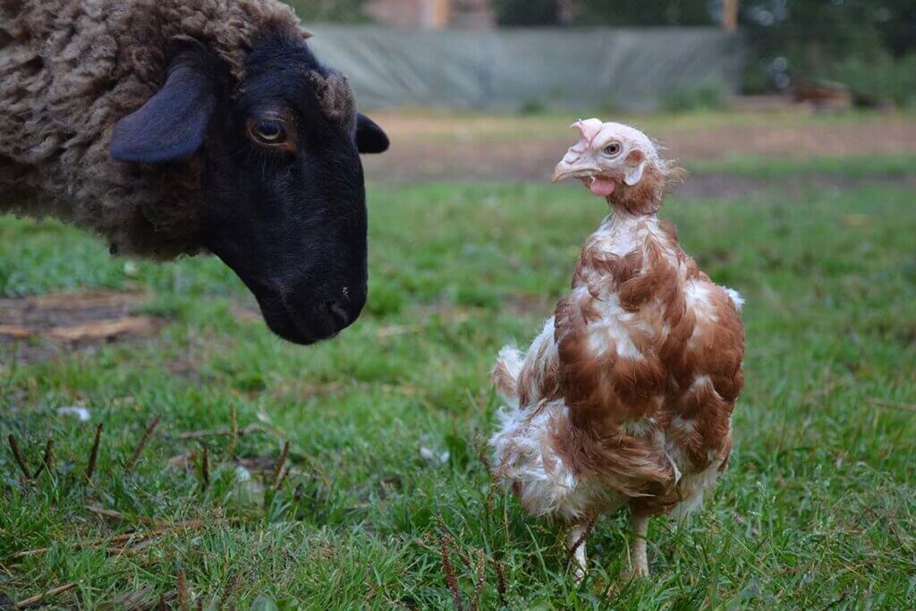 huhn und schaf