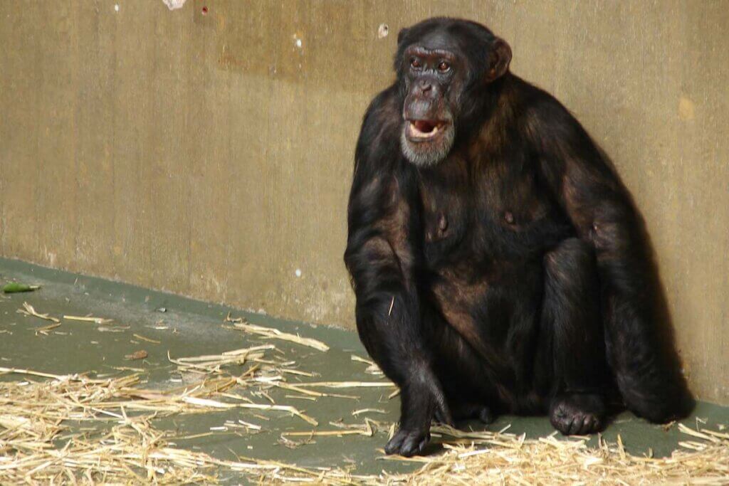 Schimpanse im Krefelder Zoo