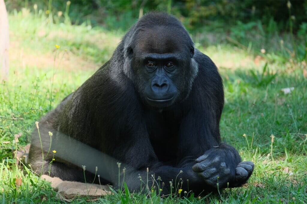 Gorilla liegt im Gras